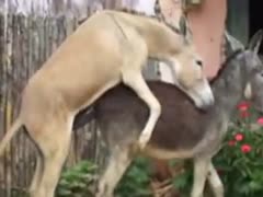 Two horses having sex on a zoo farm